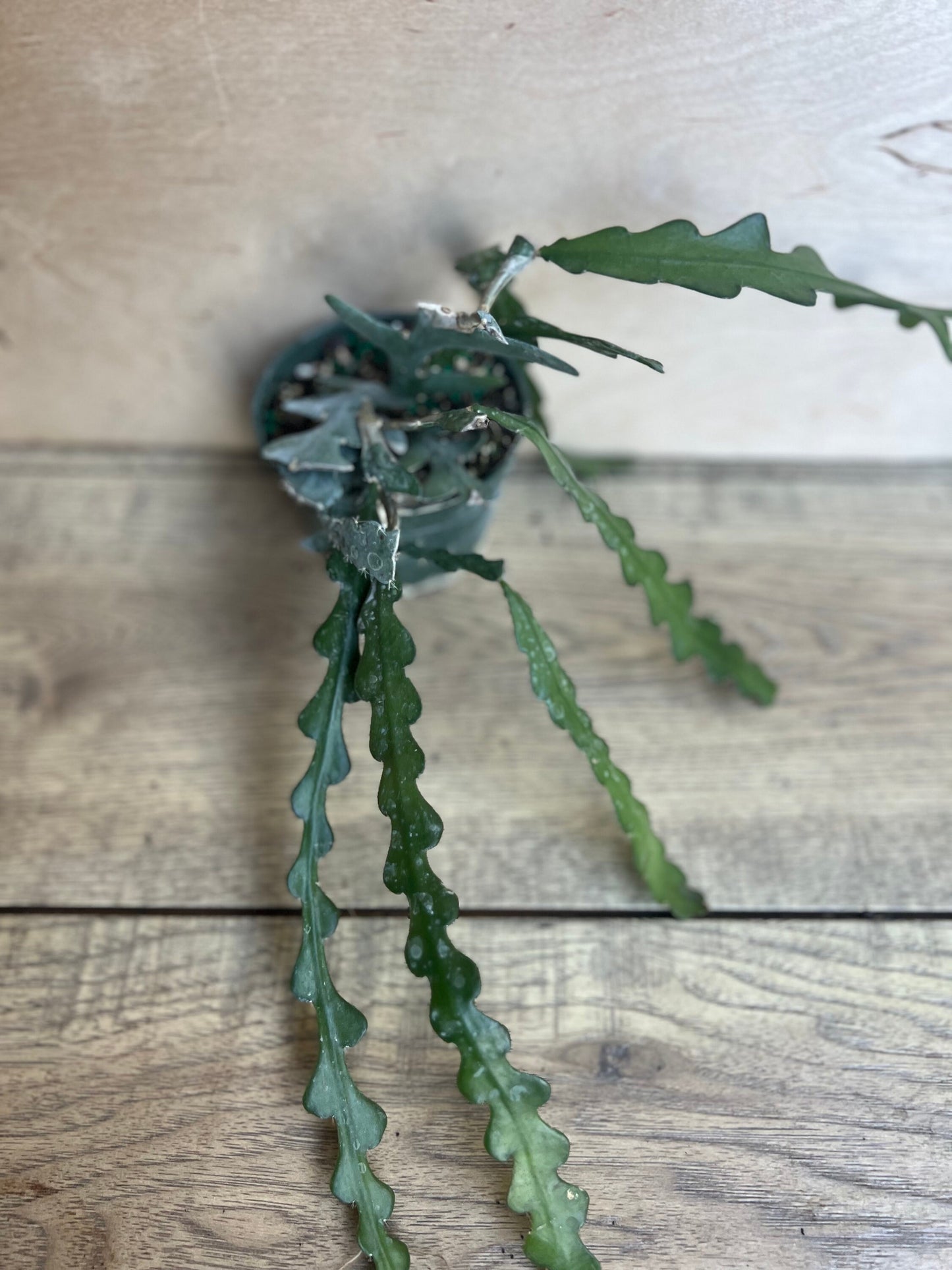 Anguliger Ric Rac Cactus, Epiphyllum , Zig Zag Cactus -in 4" Pot