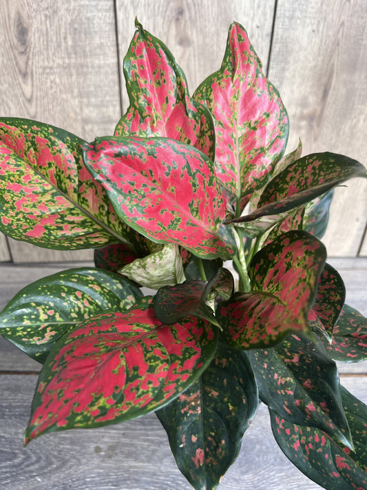 Aglaonema Wishes, Red Valentine in 6" Pot