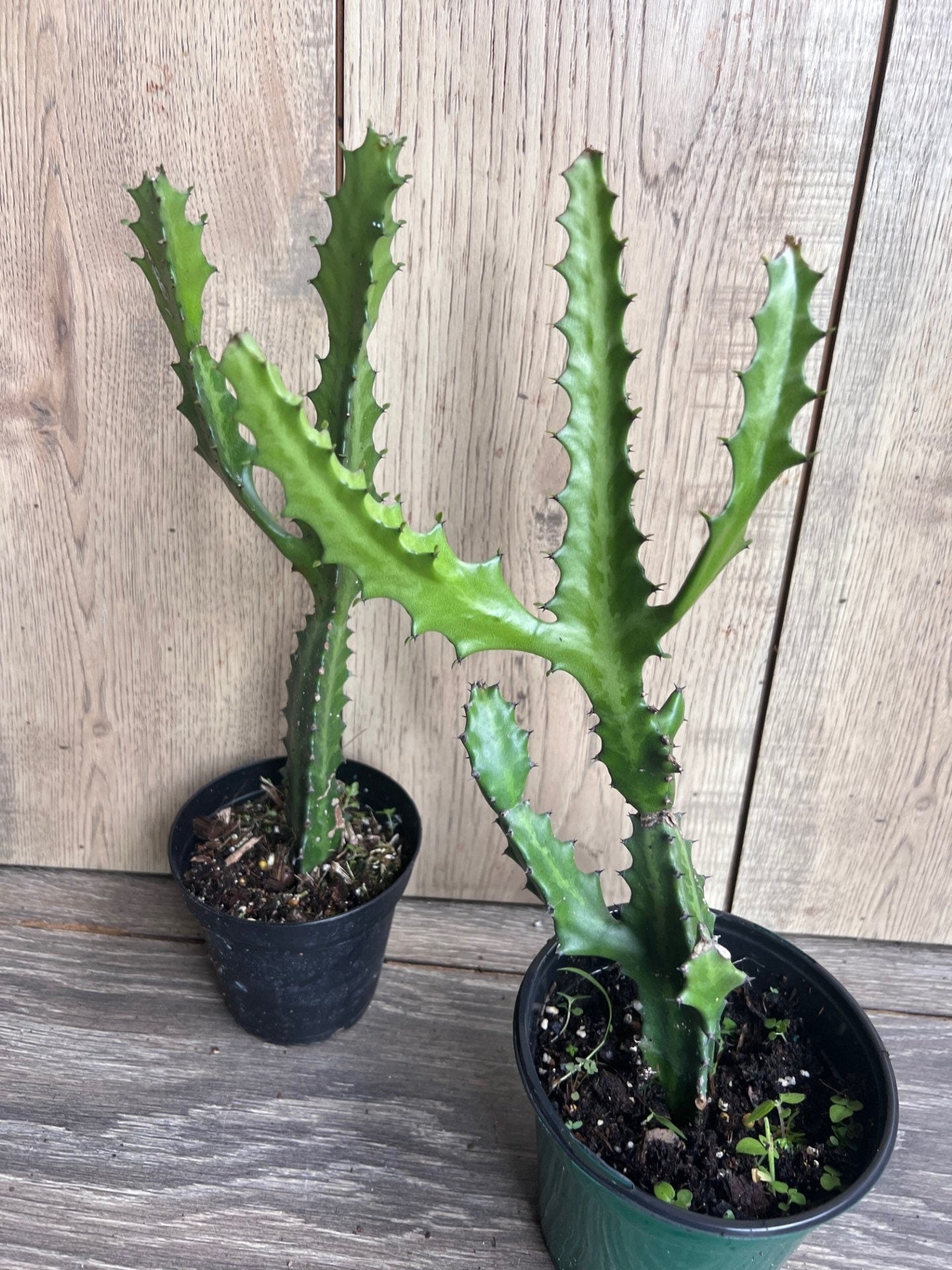 Euphorbia Lactea ,  Dragon Bone in 4" Pot, rare, cactus , succulent