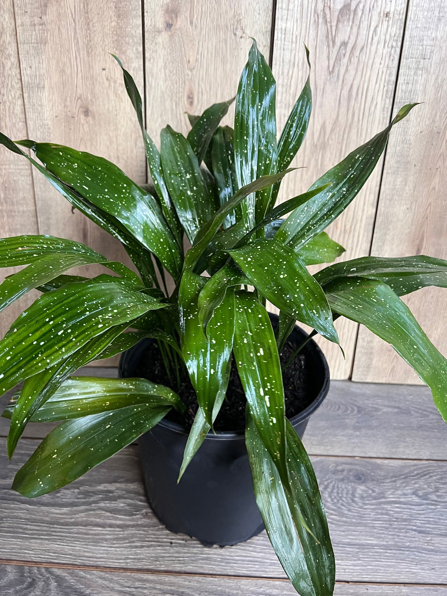 Aspidistra Elatior 'Milky Way'  in 10" pot, Cast Ireon Plant