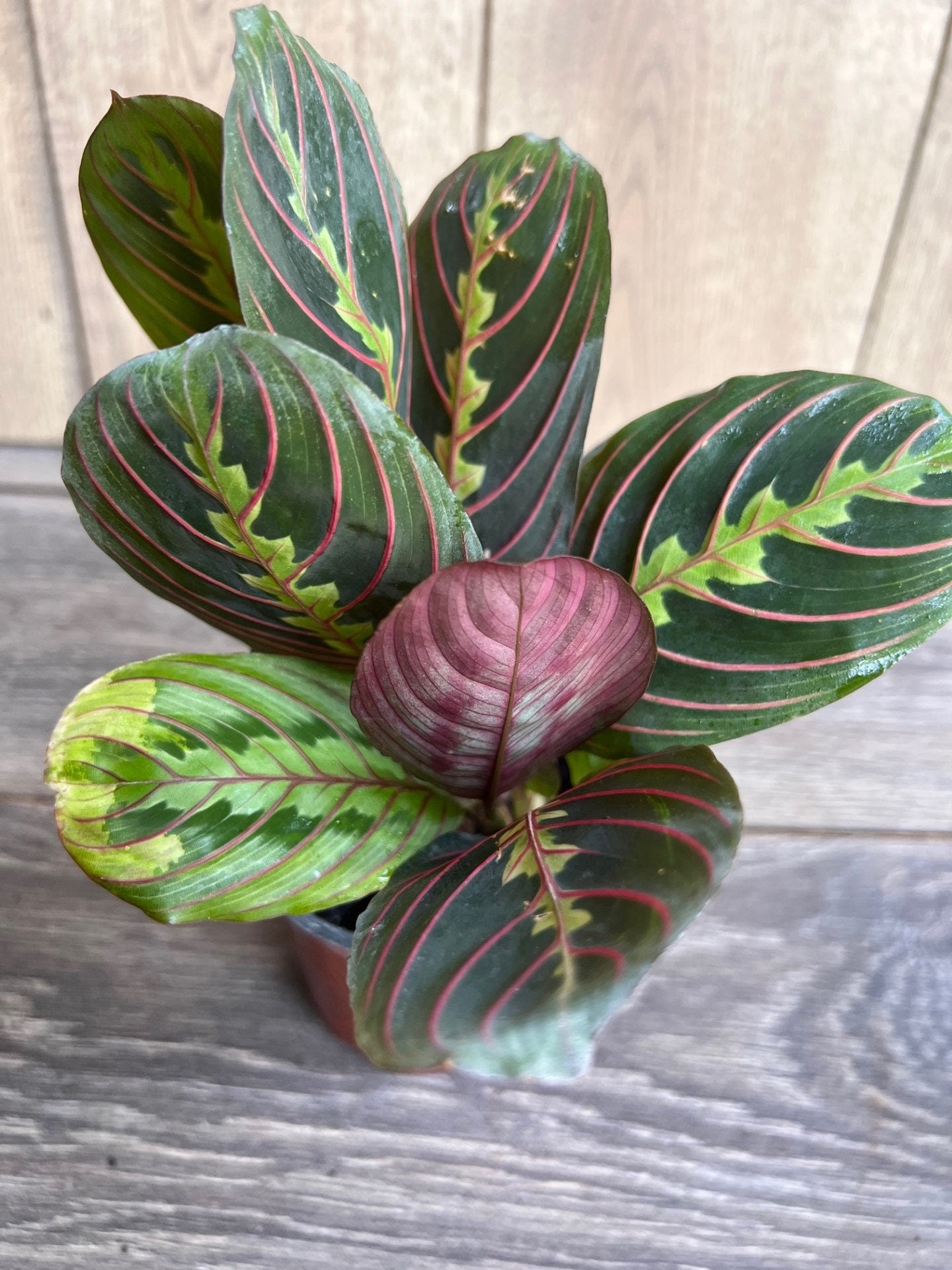 Maranta Red in 4" Pot