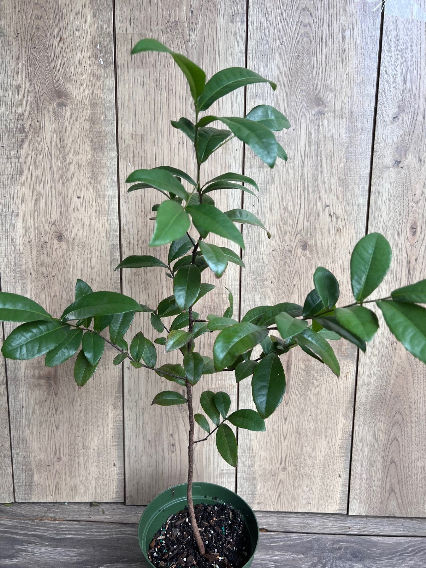 Ochna serrulata, mickey mouse plant in 6" Pot