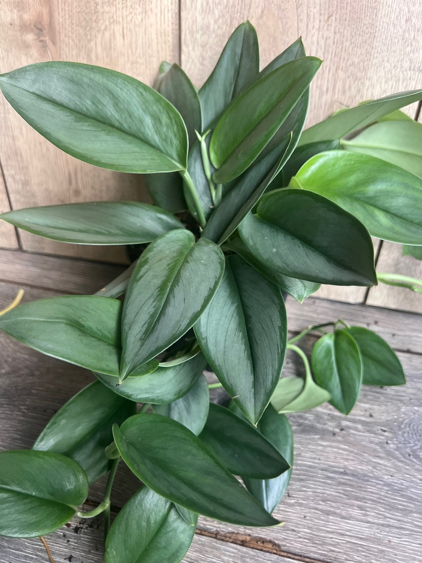 Treubii Moonlight Scindapsus in 6" Pot. Sterling Silver Scindapsus