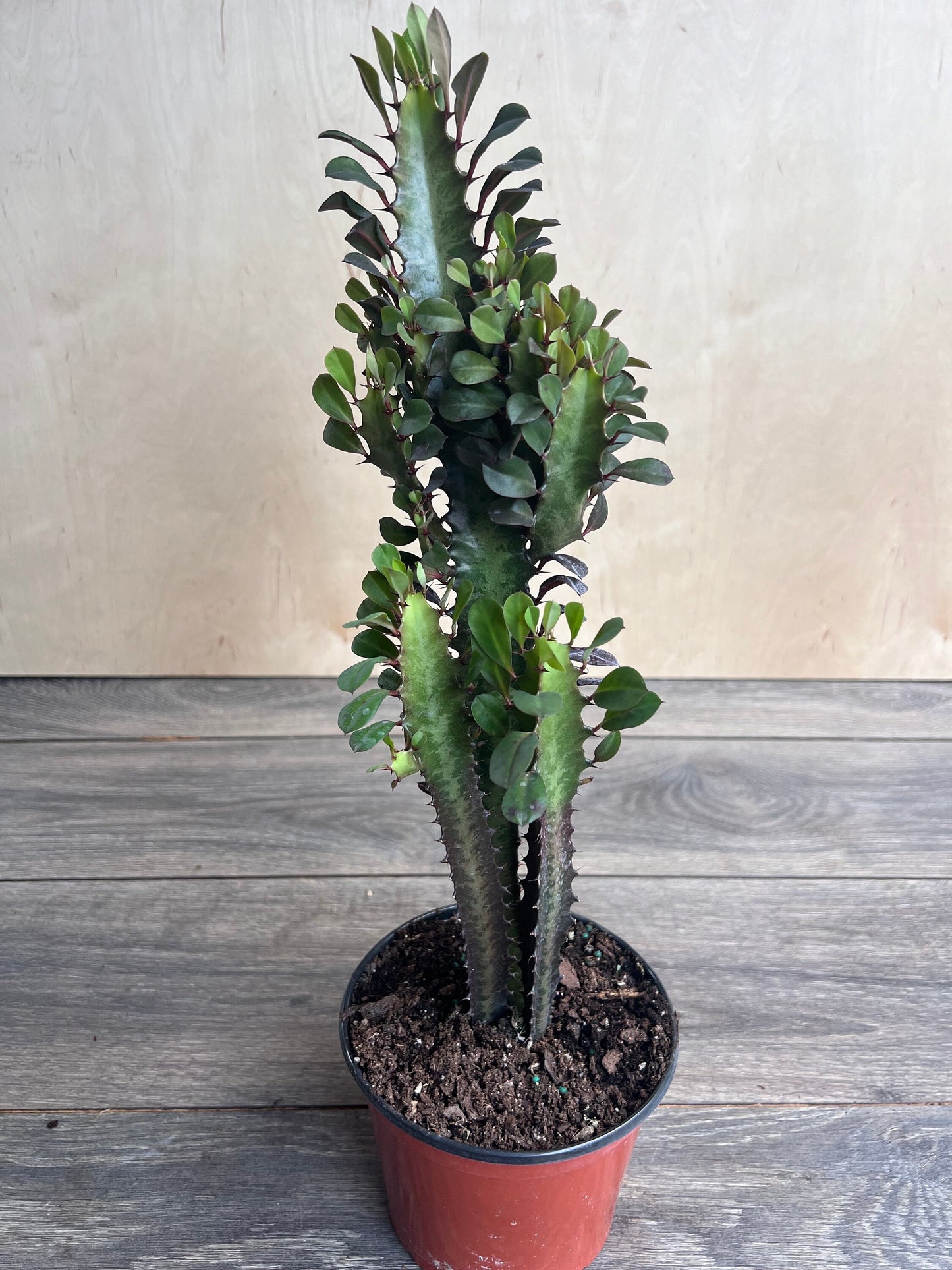 Trigona in 6", African Milk Tree, Cactus, Succulent, Live plant