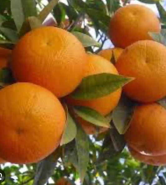 Sunburst Tangerine Tree in half Gallon Pot, Grafted,  Florida Shipping Only