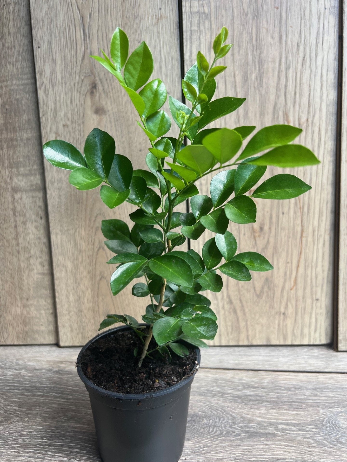 Orange Jasmine in 4" Pot, Murraya paniculata
