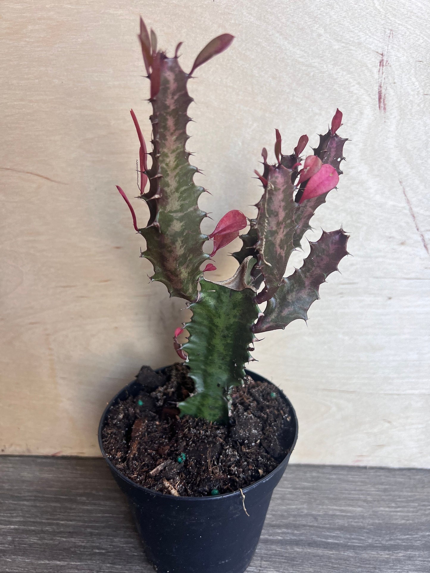 Trigona Purple in 4", African Milk Tree, Cactus, Succulent, Live plant