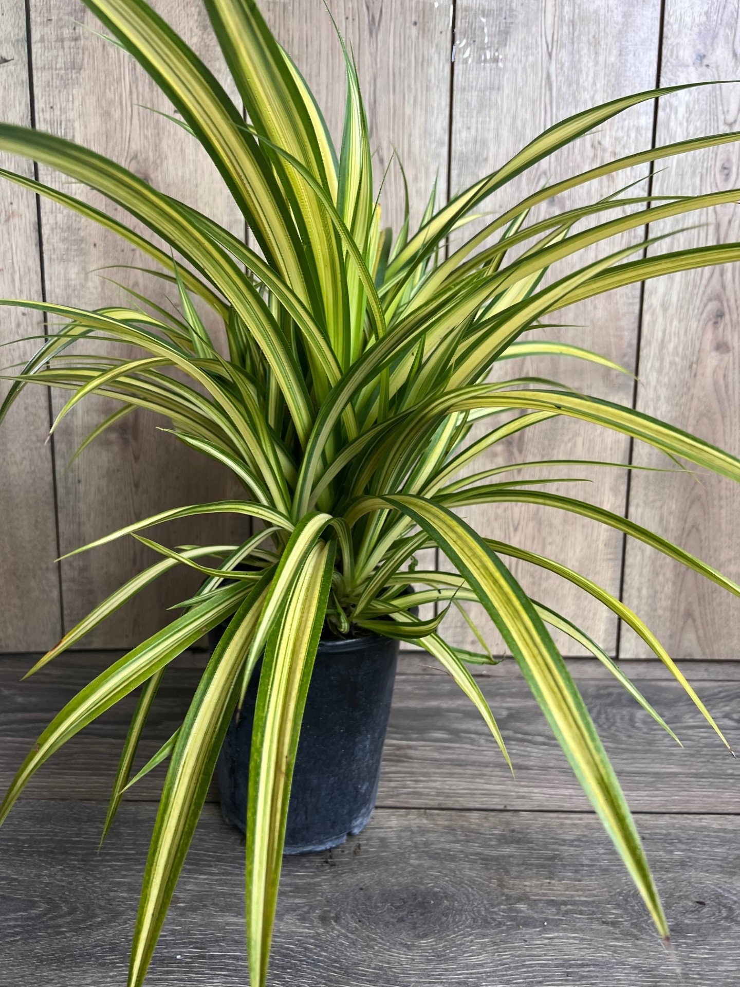 Pandanus baptistii Aureus - Variegated Dwarf Pandanus in 1/2 Gallon Pot,  pandan