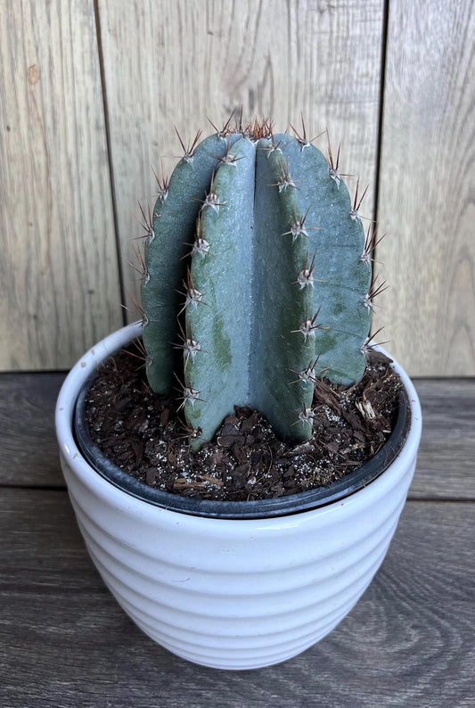 Cereus Peruvianus Cactus   in 6" Pot,  Giant Peruvian Apple Cactus