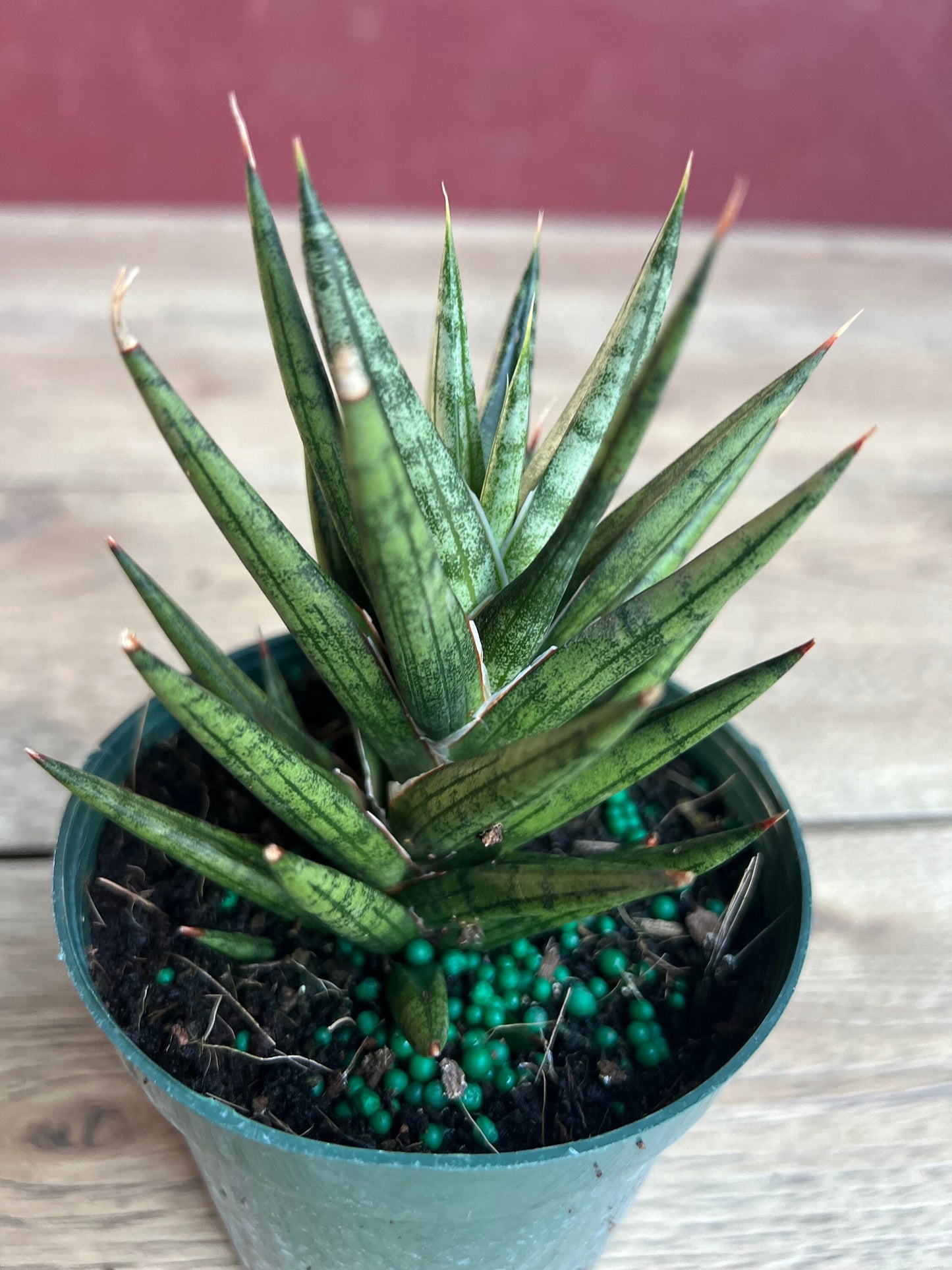 Sansevieria francisii 4”pot