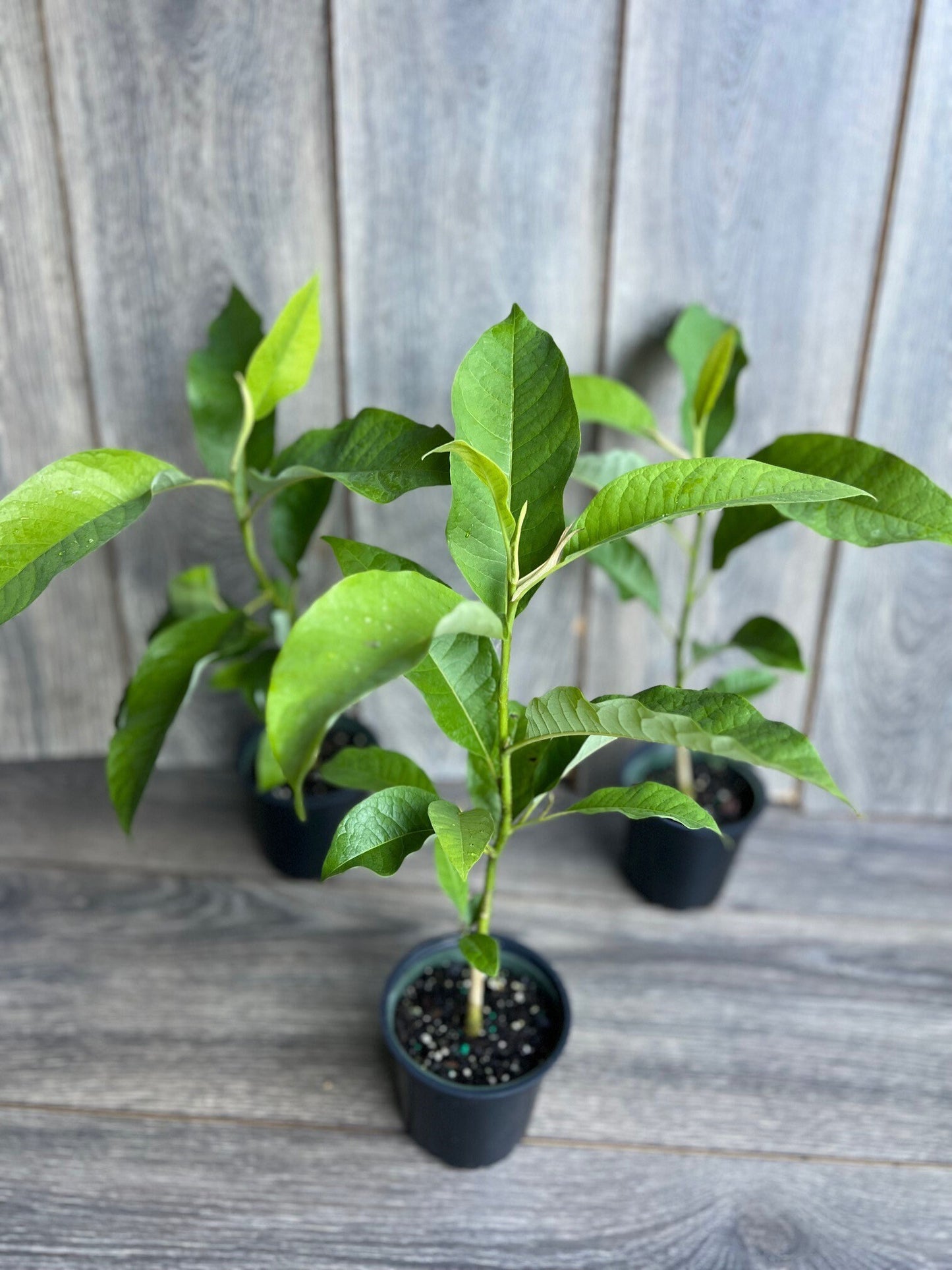 Magnolia champaca, Michelia champaca in 4" Pot, Joy Perfume Tree, cempaka