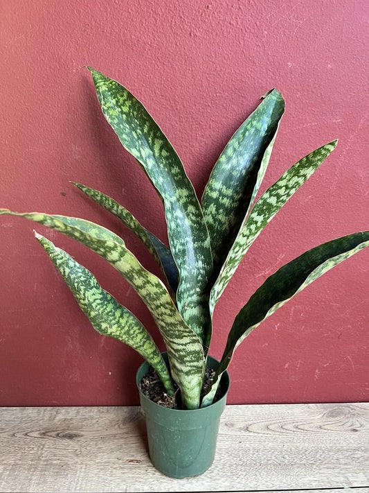 Sansevieria Jaboa, in 6" pot, King Jaboa, Dracaena Jaboa
