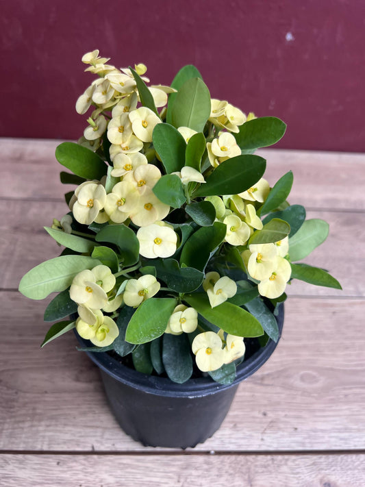 Crown of Thorns, Yellow in 6" Pot, Euphorbia milii