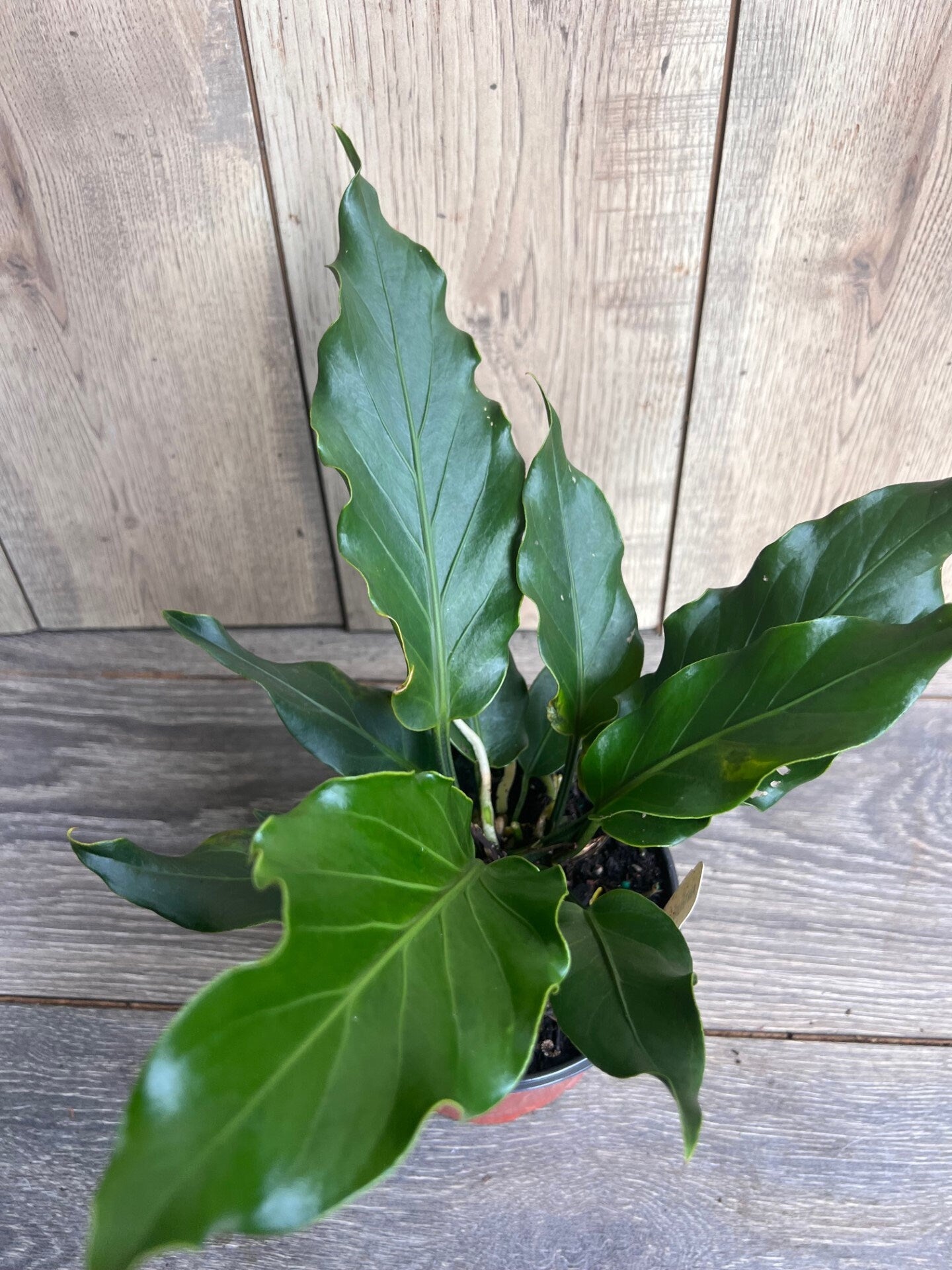 Anthurium Plowmanii in 6" Pot