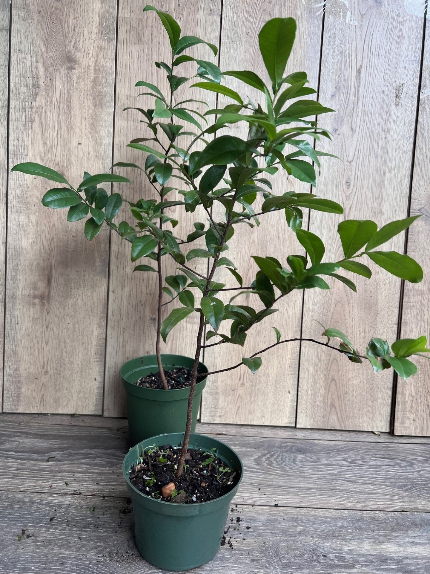 Ochna serrulata, mickey mouse plant in 6" Pot