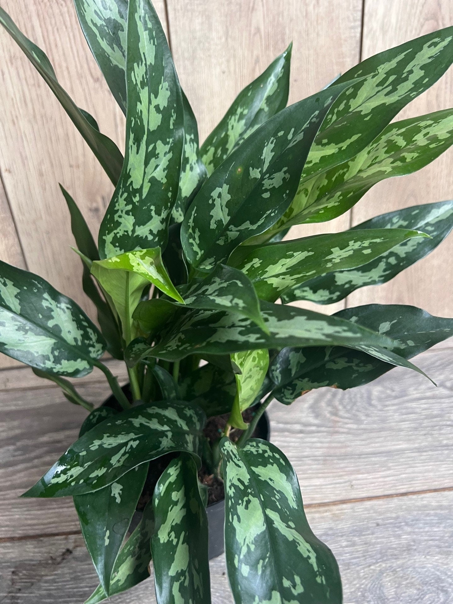 Aglaonema Maria, Aglaonema Tigress in 6" inches pot