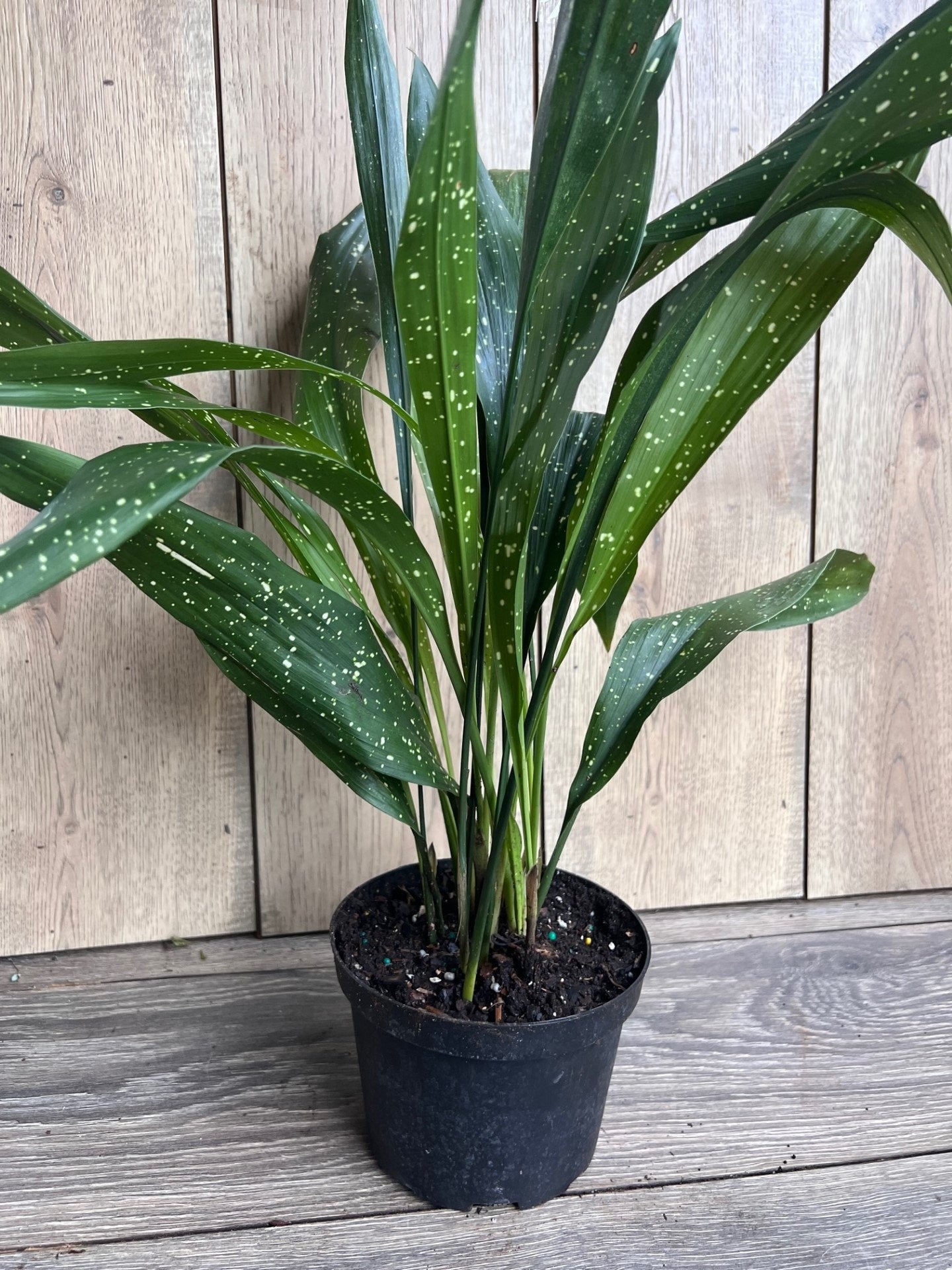 Aspidistra Elatior 'Milky Way'  in 6" pot, Cast Ireon Plant