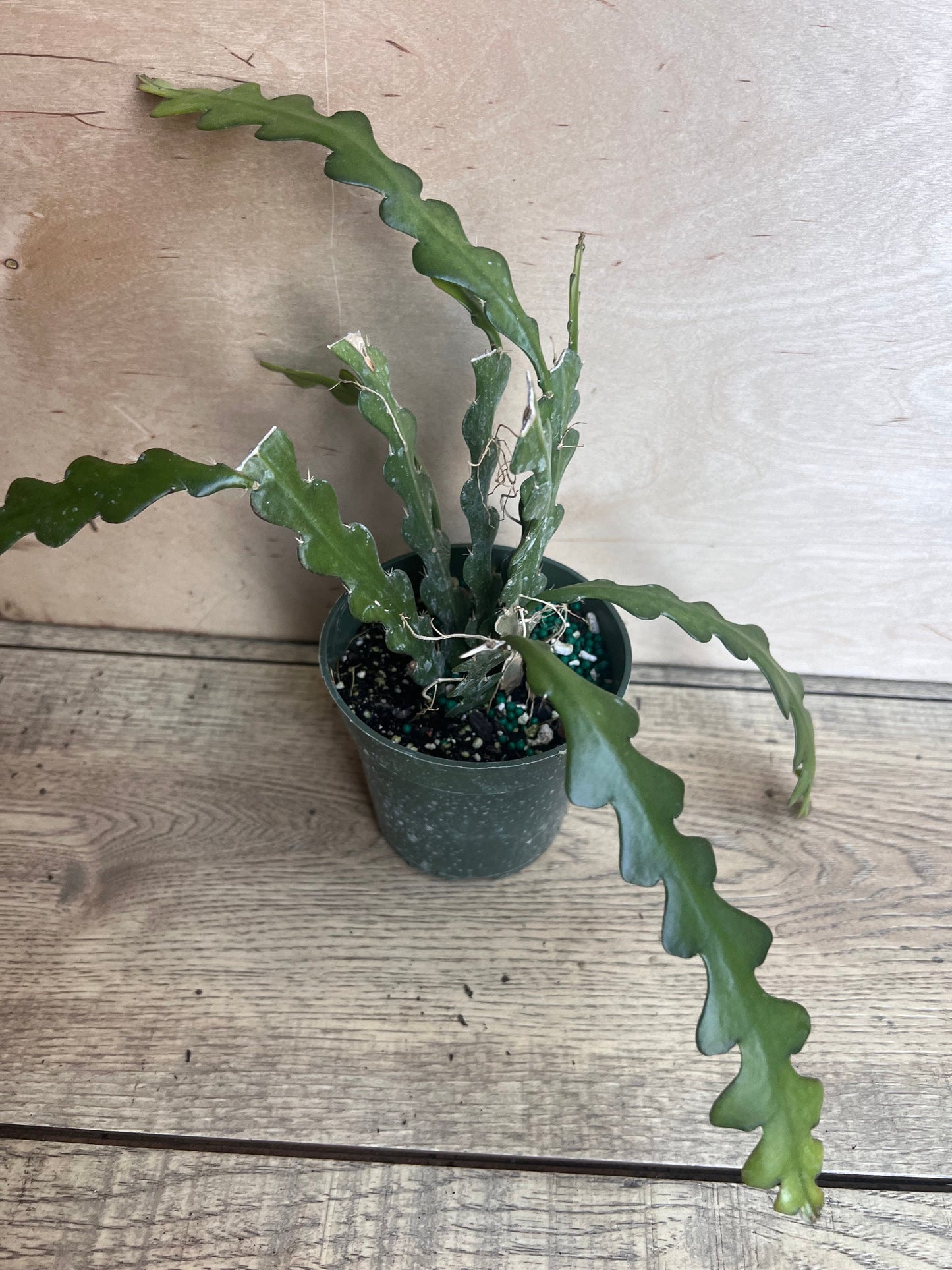 Anguliger Ric Rac Cactus, Epiphyllum , Zig Zag Cactus -in 4" Pot