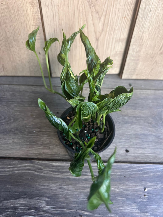 Epipremnum Aureum 'Shangri La' in 4 inches pot