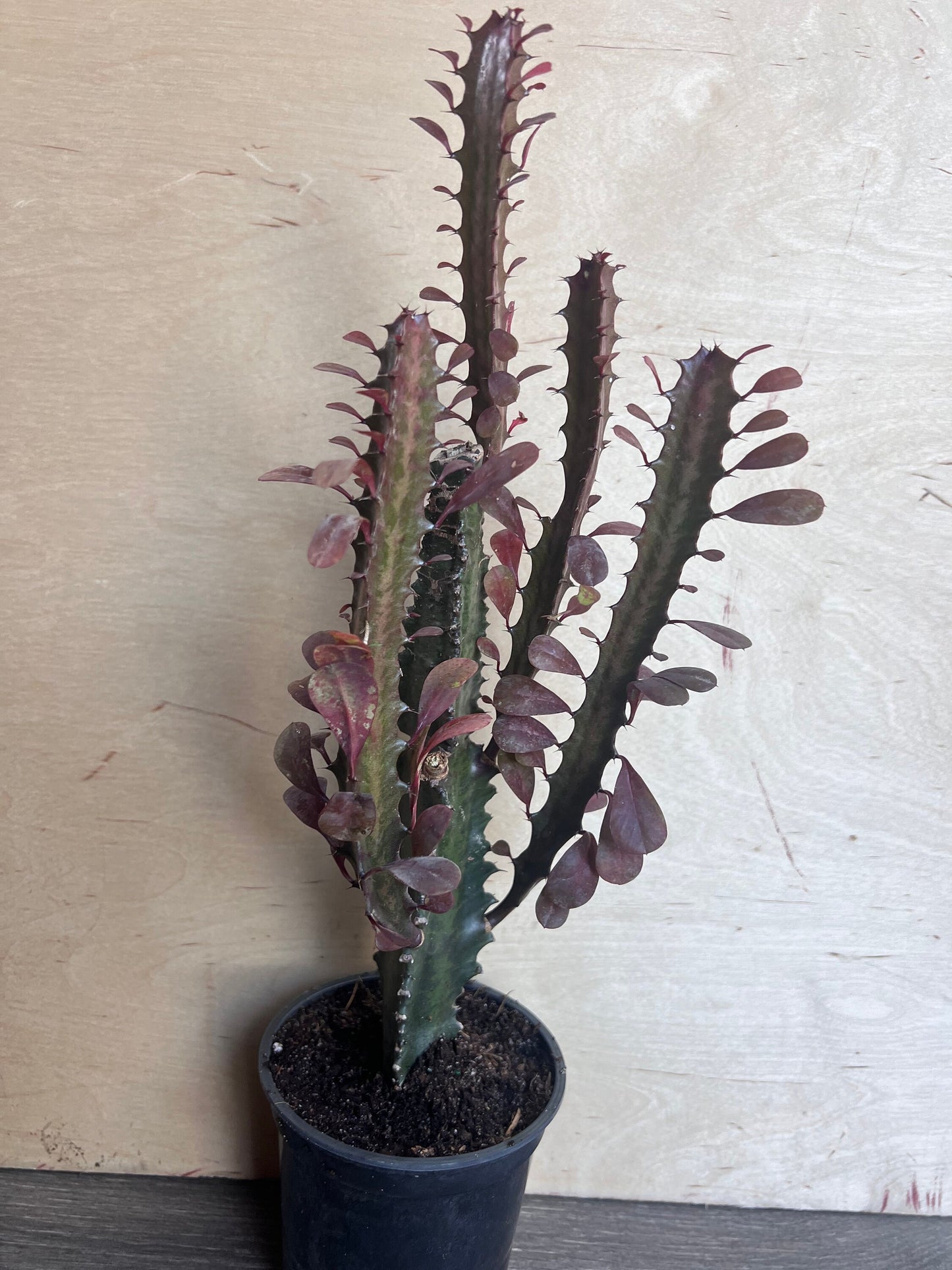 Trigona Purple in 4", African Milk Tree, Cactus, Succulent, Live plant