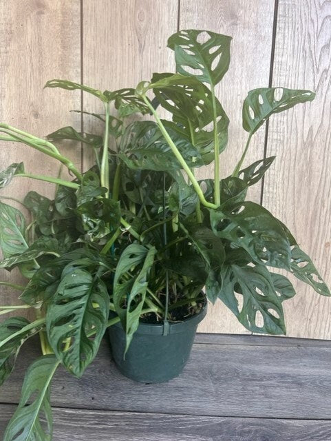 Monstera Adansonii in 8" HB , Swiss Cheese
