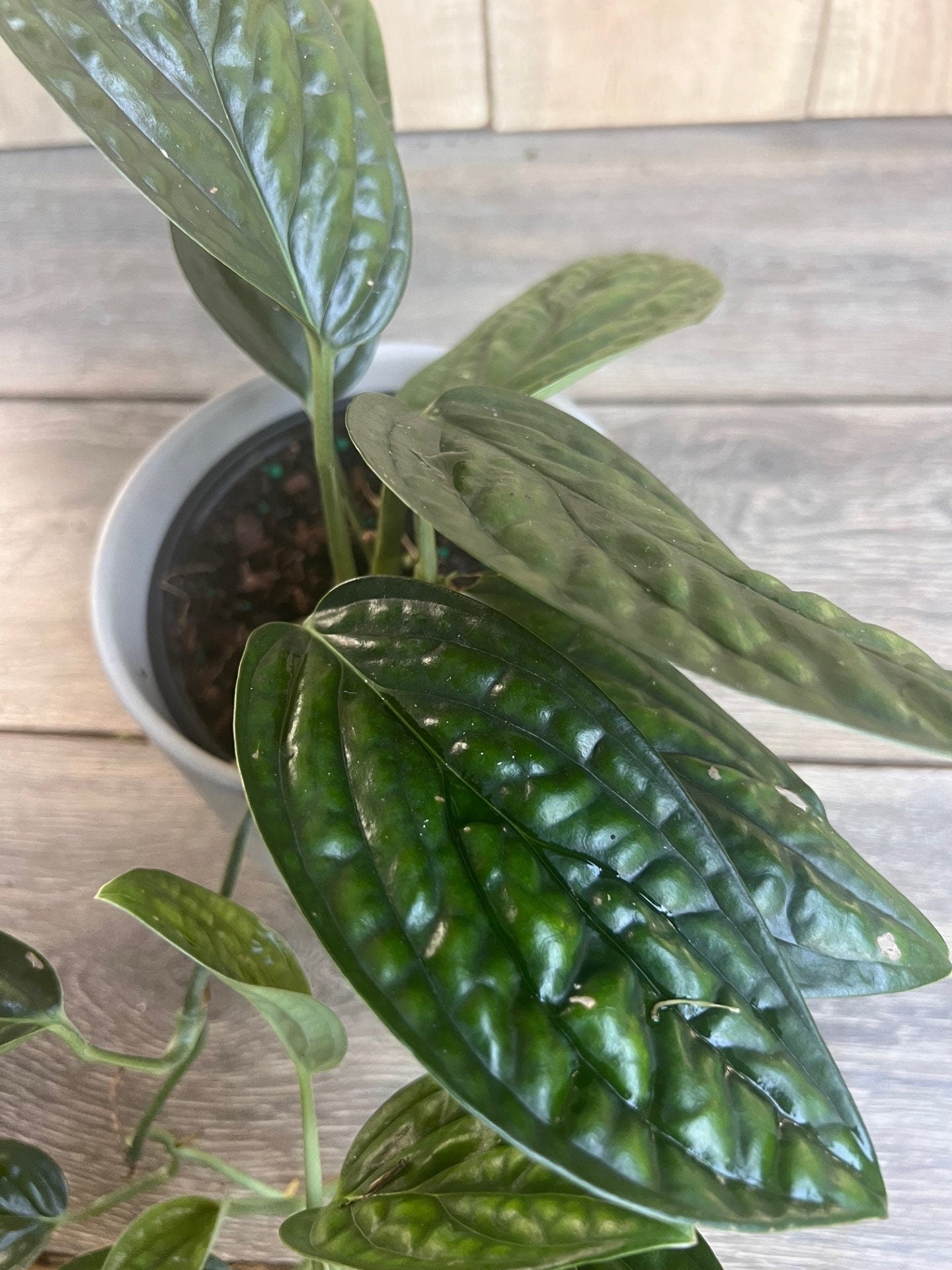 Monstera Peru in 6" pot, House Plant