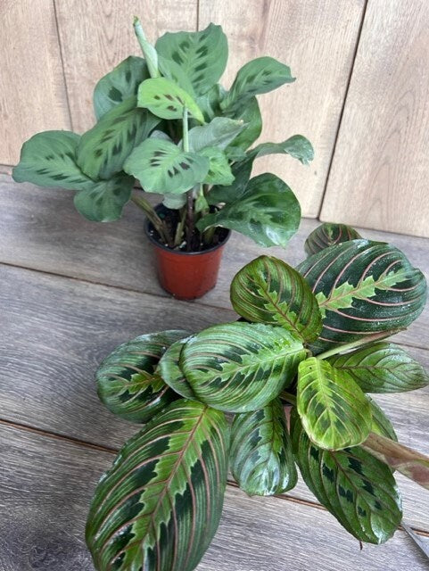 Maranta Red in 4" Pot