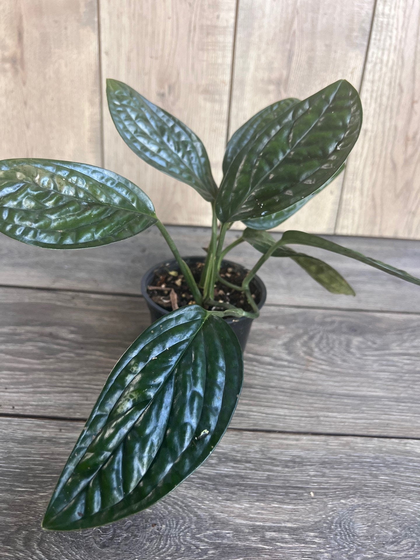 Monstera Peru in 4" pot, House Plant