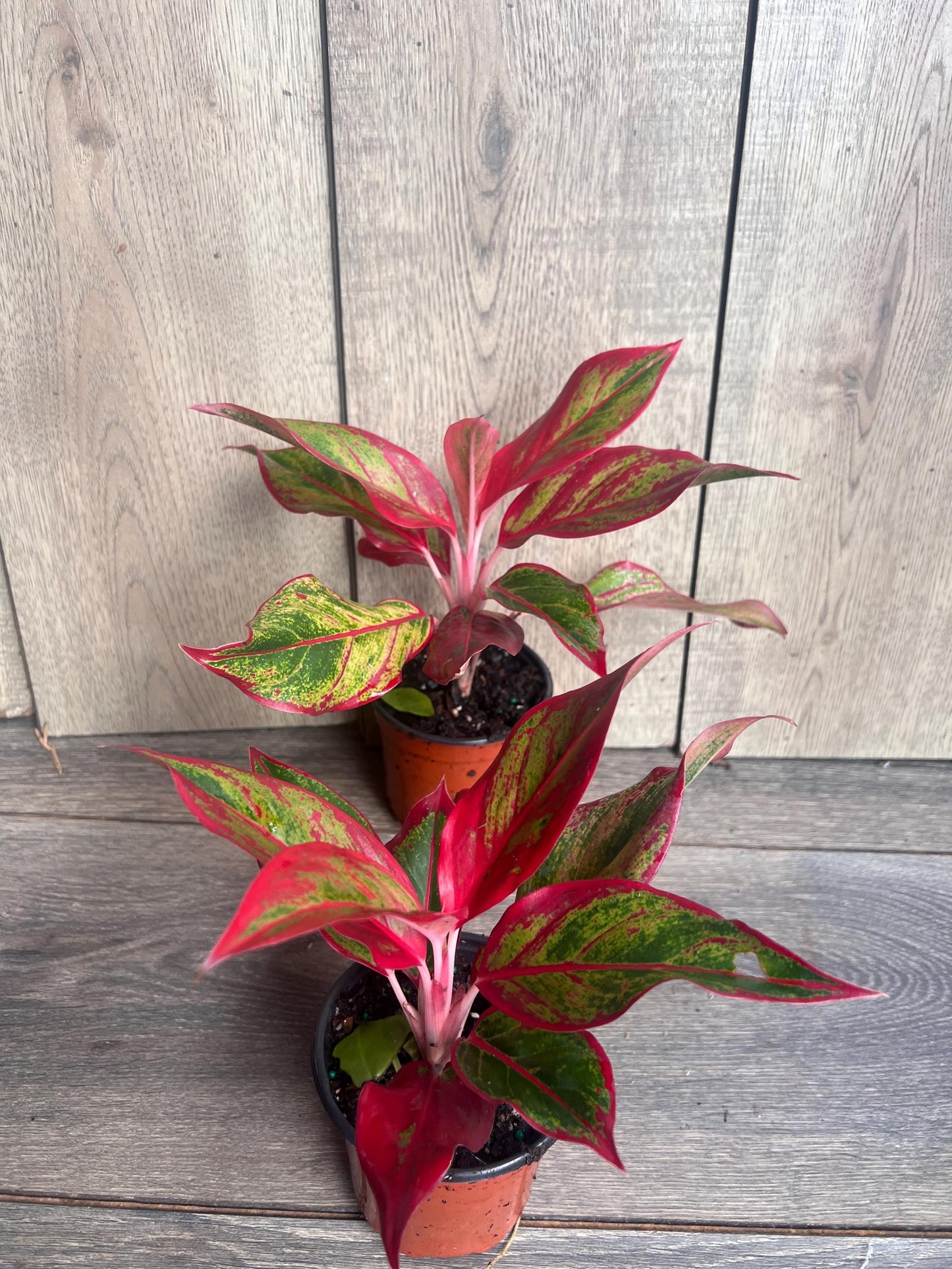 Aglaonema Red Creta in 4" Pot
