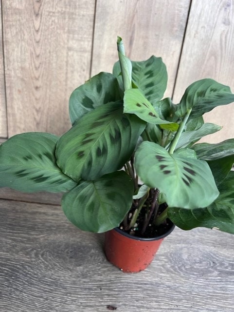 Maranta Red in 4" Pot