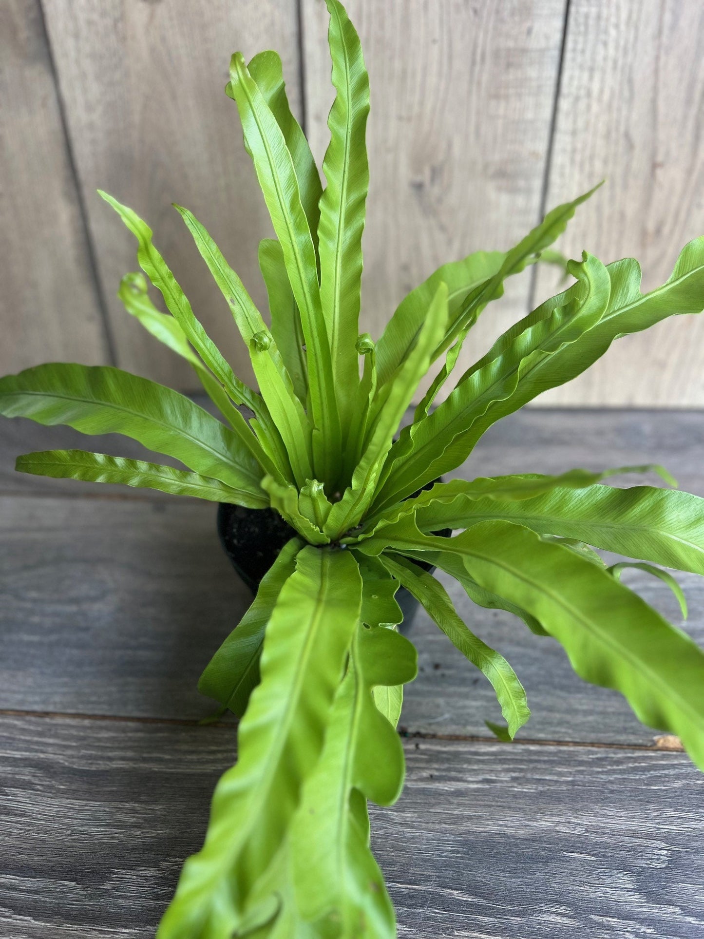 Asplenium Bird Nest Fern in 6" pot