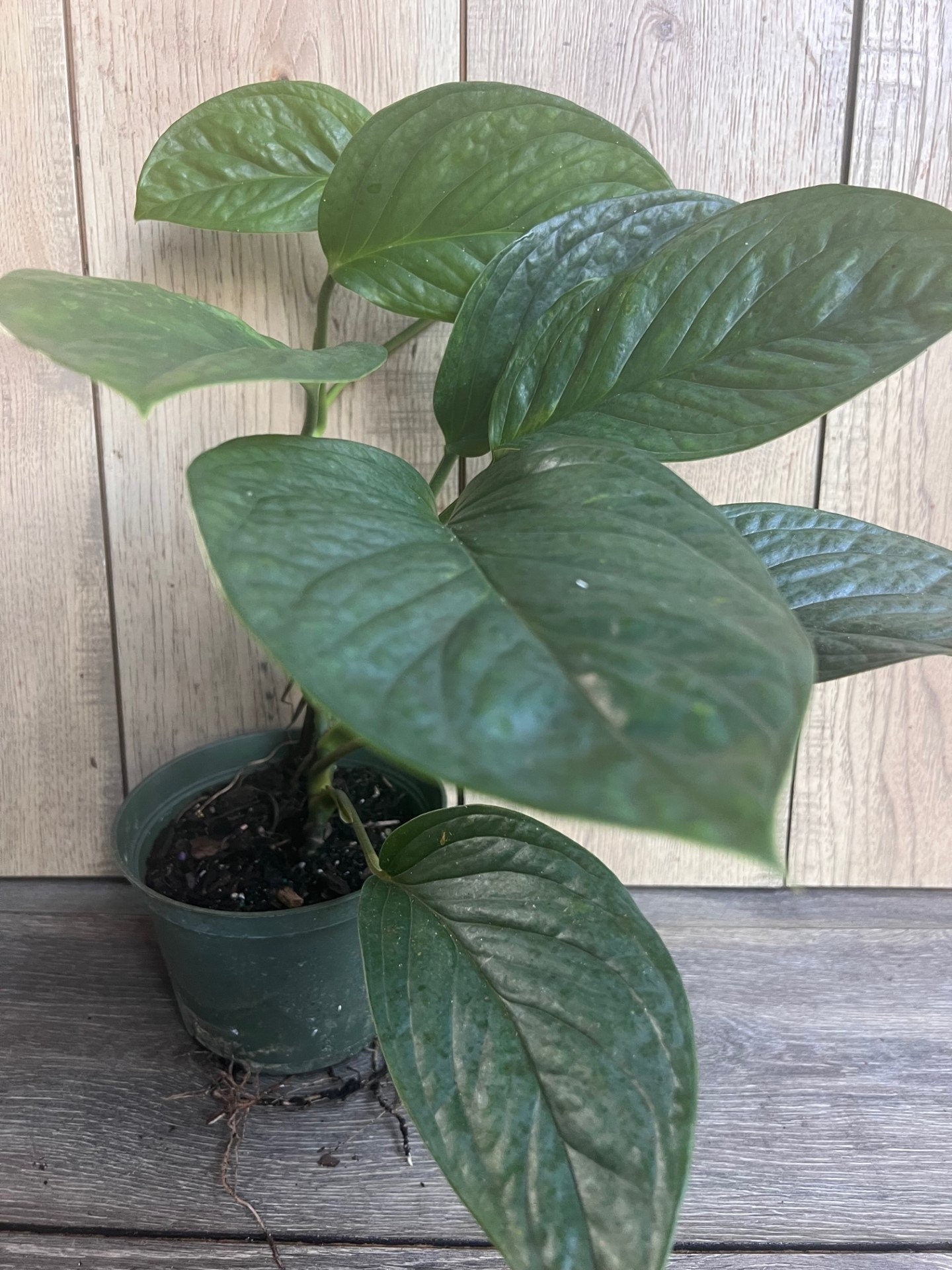 Monstera Pinnatipartita in 6"Pot