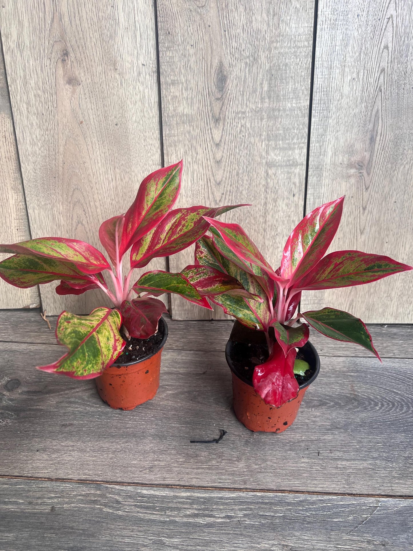 Aglaonema Red Creta in 4" Pot