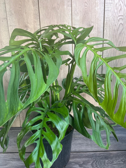 Monstera esqueleto, epipremnoides, 10” Pot