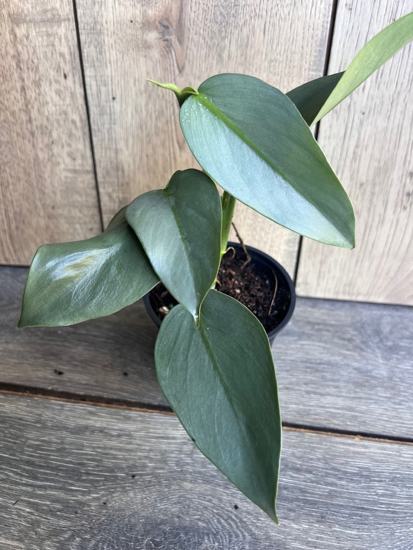 Philodendron SIlver Swords, Philodendron Hastatum in 4" pot