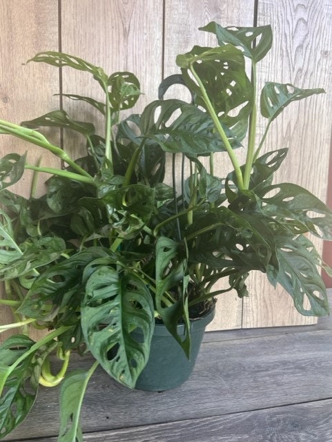 Monstera Adansonii in 8" HB , Swiss Cheese