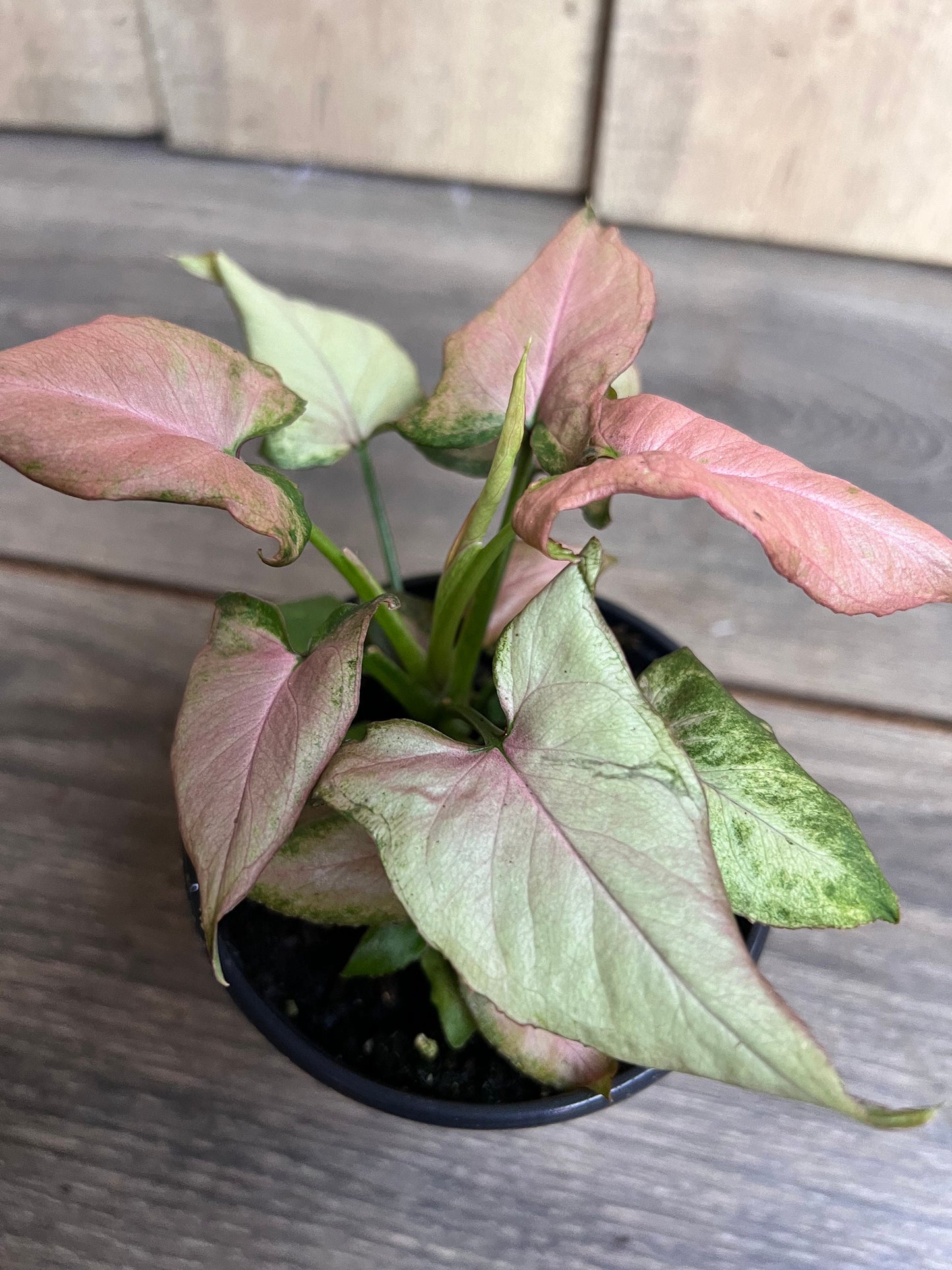 Syngonium Pink schott, Pink Perfection in 4' Pot