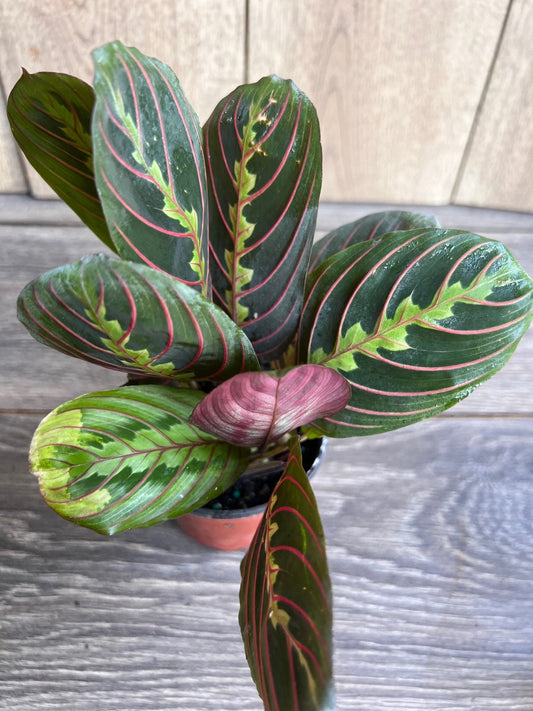 Maranta Red in 4" Pot