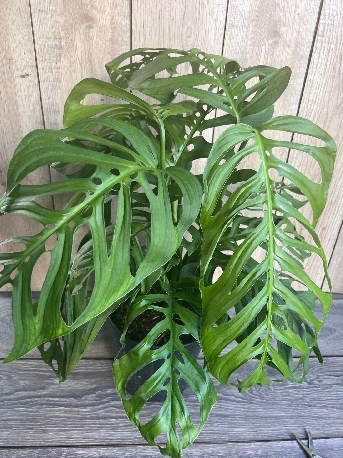 Monstera esqueleto, epipremnoides, 10” Pot