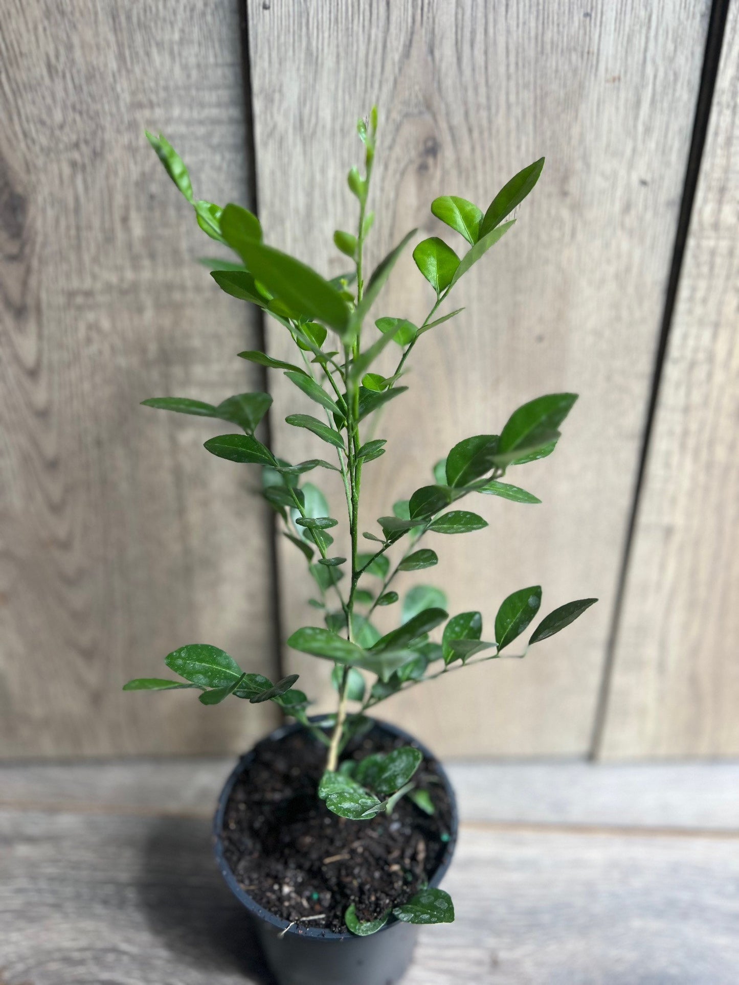 Orange Jasmine in 4" Pot, Murraya paniculata