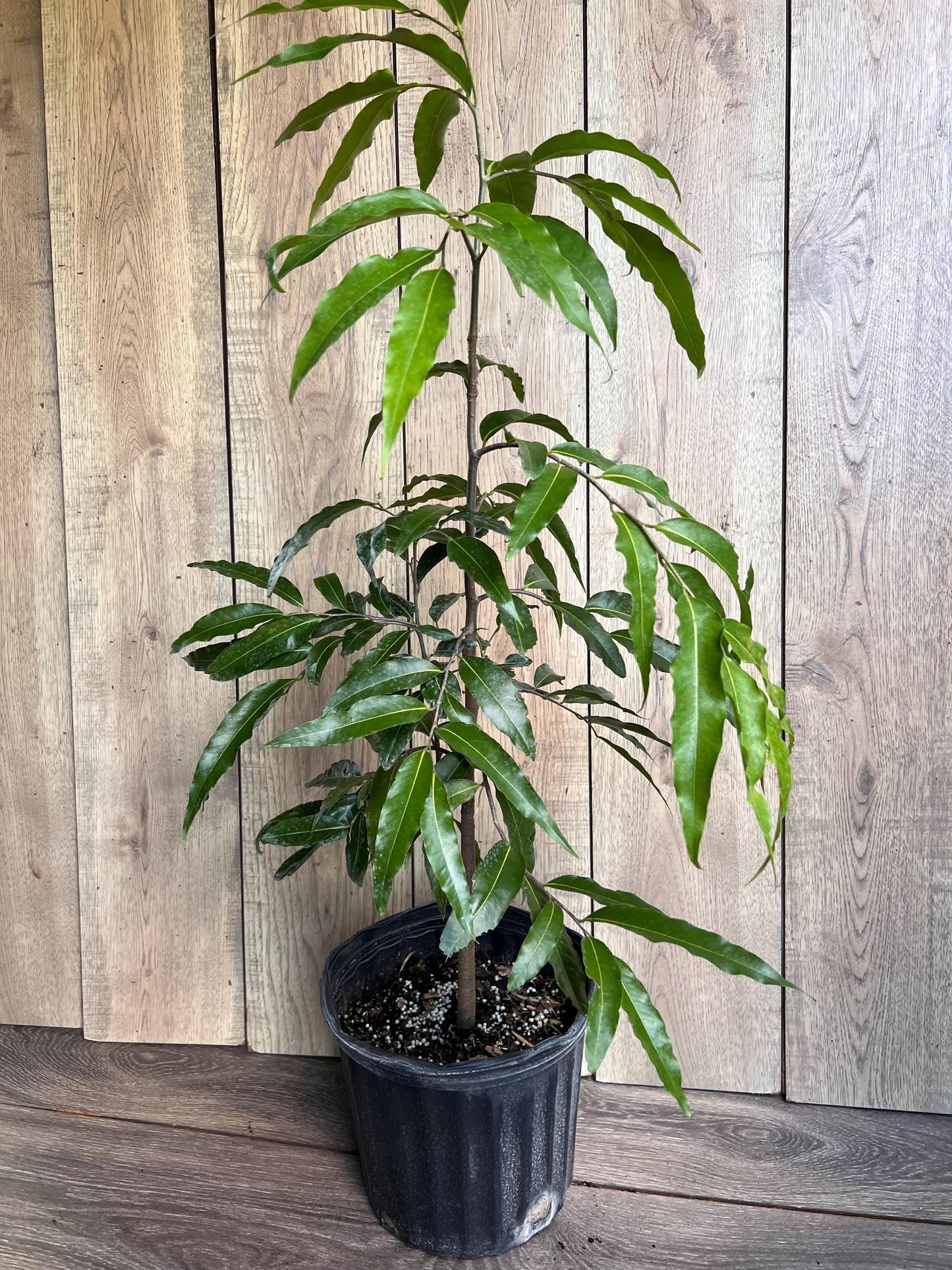 Mast Tree, Polyalthia longifolia in 3 gallon Pot