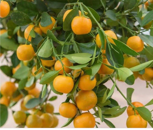 Calamondin , Calamansi , Grafted tree in Half Gallon Pot Tac chua,  Florida Shipping Only