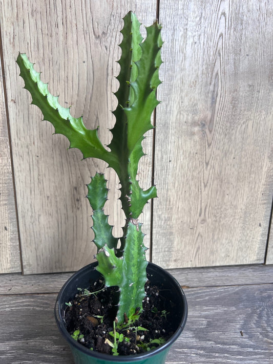 Euphorbia Lactea ,  Dragon Bone in 4" Pot, rare, cactus , succulent