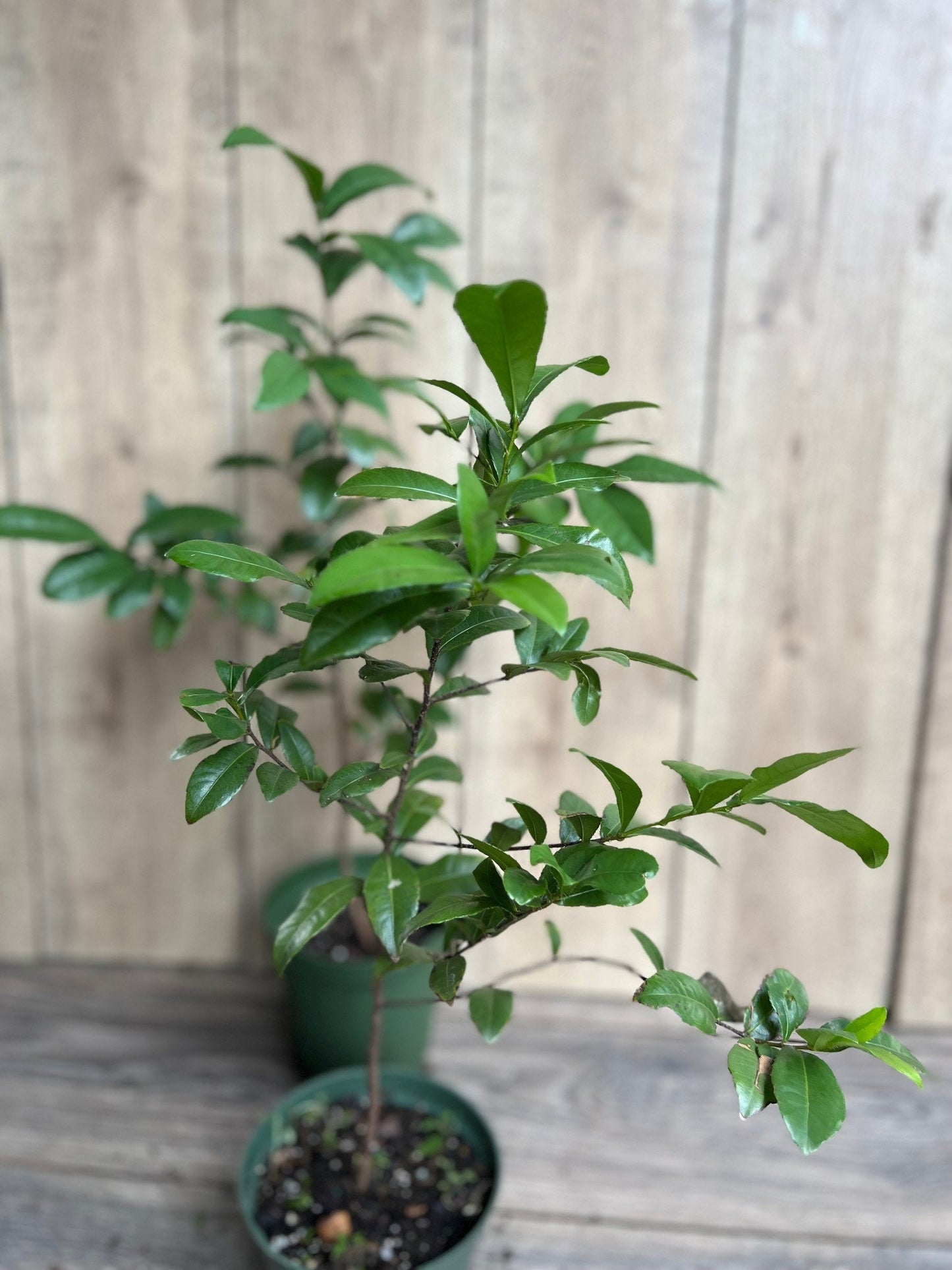 Ochna serrulata, mickey mouse plant in 6" Pot