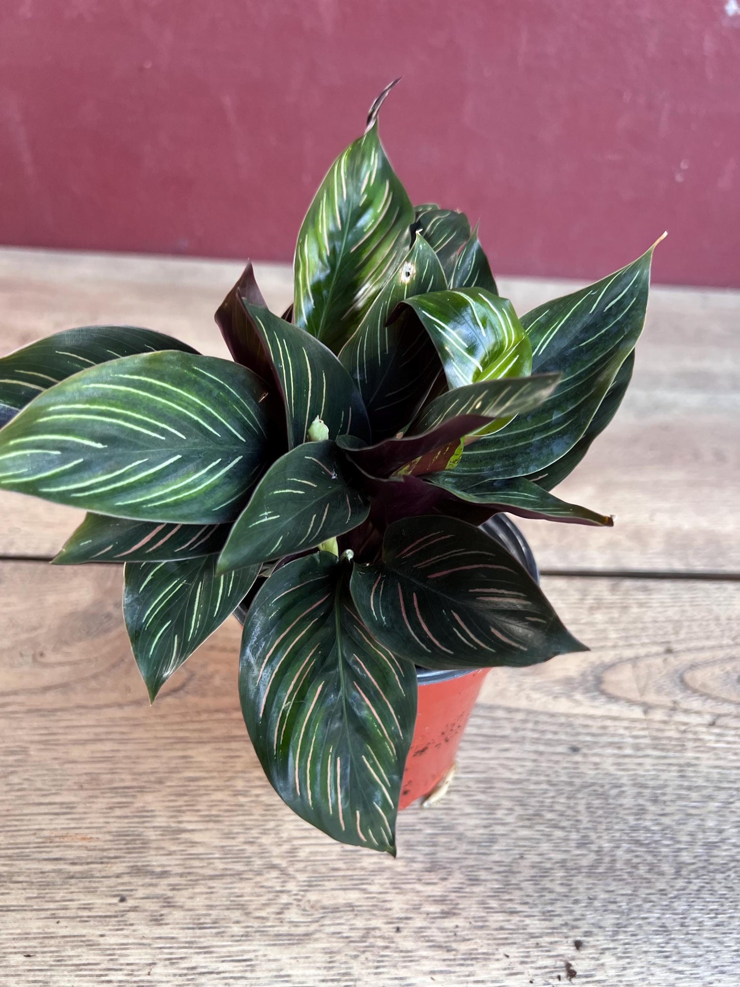 Calathea Beauty Star - Calathea , in 4" pot, Prayer Plant