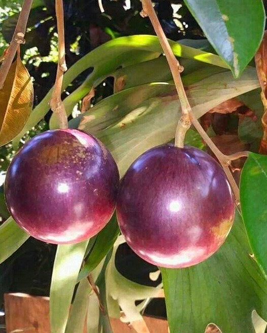 Caimito Purple,  Star Apple,  Chrysophyllum cainito in 3 gallon pot, grafted, No Ship to CA and HI