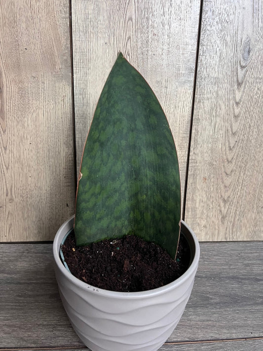Sansevieria Masoniana, Sansevieria Whale Fin, Snake Plant in 6" Pot