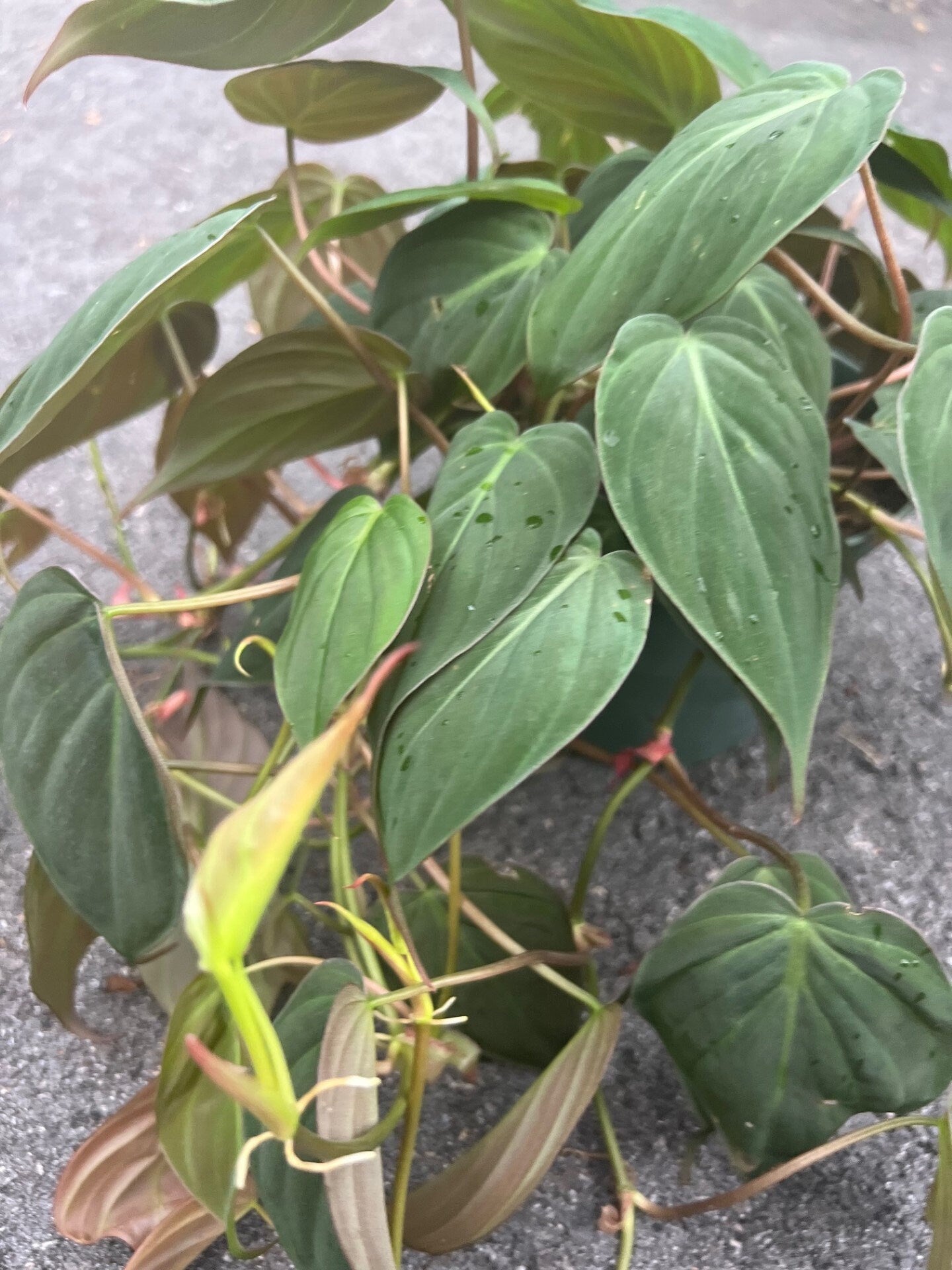 Philodendron Micans in 6" Pot