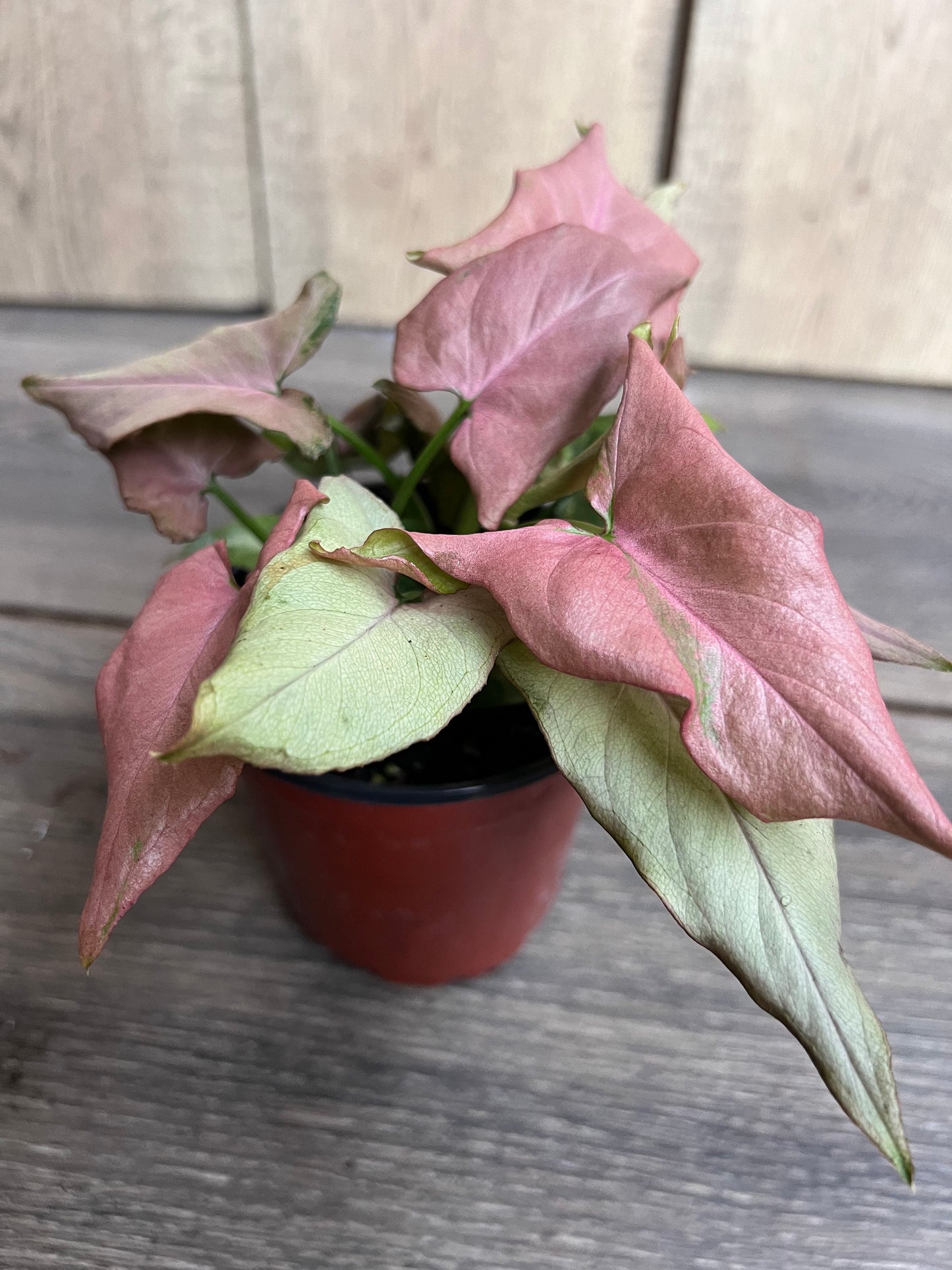 Syngonium Pink schott, Pink Perfection in 4' Pot