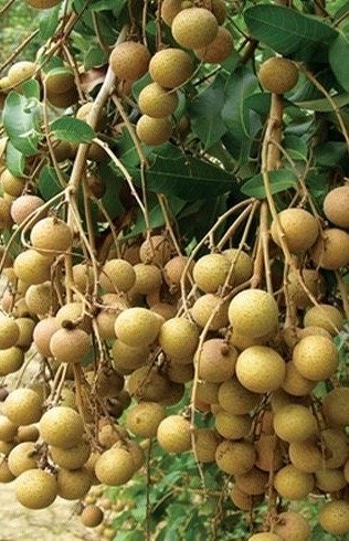 kohala longan in 10" Pot,  air layered, lengkeng, kelengkeng, No Ship to CA and HI